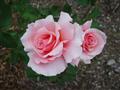 rose sweet valentine