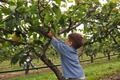 2010 09 apple picking 0734