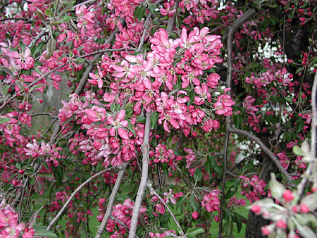 flower beds 20030507 22