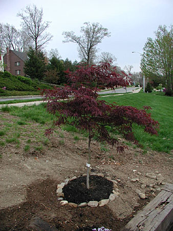 flower beds 20030507 39